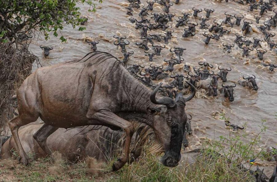 Tanzania: 6-Day Tanzania Northern Safari - What Sets This Tour Apart