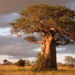 Tanzania: 6 Days Wildlife & Culture Safari Adventure - Transportation & Logistics: What to Expect