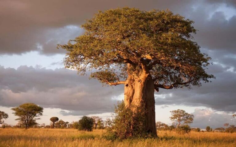 Tanzania: 6 Days Wildlife & Culture Safari Adventure - Transportation & Logistics: What to Expect