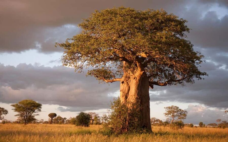 Tanzania: 6 Days Wildlife & Culture Safari Adventure - Transportation & Logistics: What to Expect