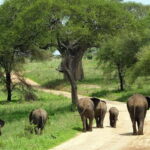 Tanzania: 7-Day Big Five Safari Adventure with Lodging - What Makes This Safari Stand Out?