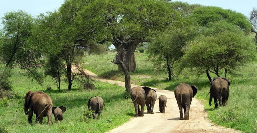 Tanzania: 7-Day Big Five Safari Adventure with Lodging - What Makes This Safari Stand Out?