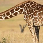 Tanzania: 7-Day Budget Lodge Safari with Accommodations - Exploring the Itinerary: What Each Day Brings