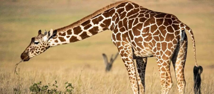 Tanzania: 7-Day Budget Lodge Safari with Accommodations - Exploring the Itinerary: What Each Day Brings