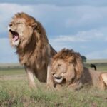 Tanzania: 7-Day Camping Safari to Serengeti & Ngorongoro - What’s Included and What to Consider