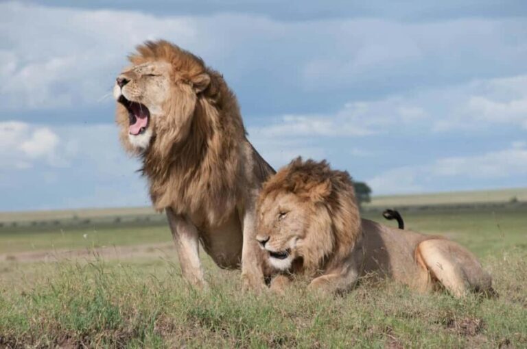 Tanzania: 7-Day Camping Safari to Serengeti & Ngorongoro - What’s Included and What to Consider