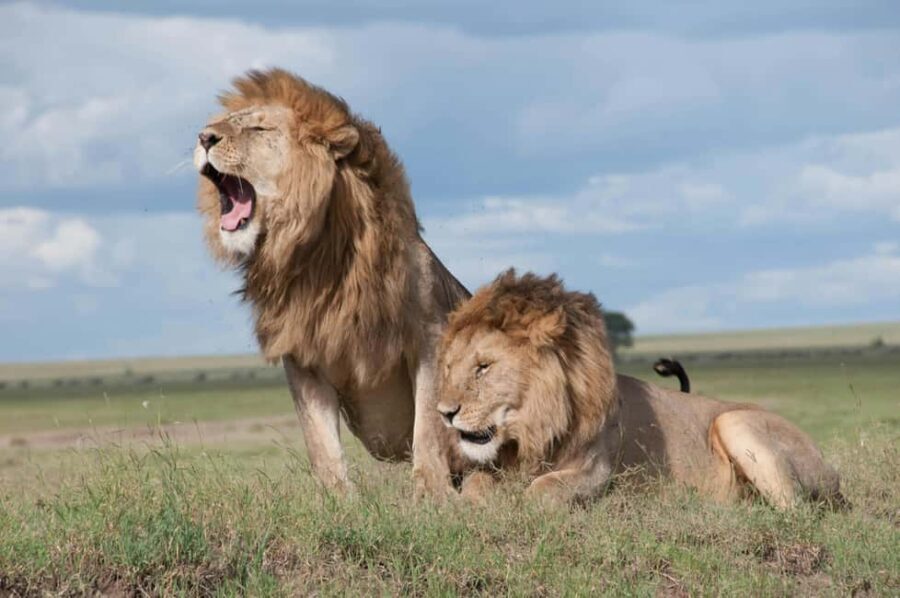 Tanzania: 7-Day Camping Safari to Serengeti & Ngorongoro - What’s Included and What to Consider