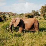 Tanzania: 7-Day Exclusive Honeymoon Safari - Day 2: Tarangire National Park – Land of Giants