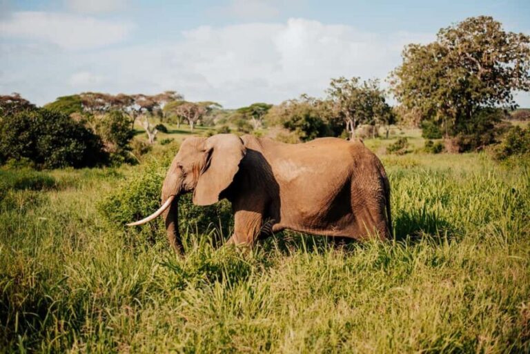 Tanzania: 7-Day Exclusive Honeymoon Safari - Day 2: Tarangire National Park – Land of Giants