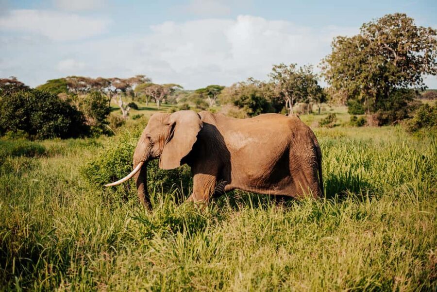 Tanzania: 7-Day Exclusive Honeymoon Safari - Day 2: Tarangire National Park – Land of Giants