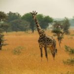 Tanzania: 7-Day Luxury Safari to Serengeti, Ngorongoro - What We Love About This Tour