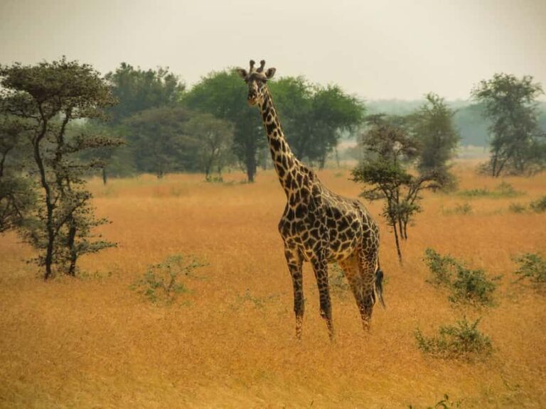 Tanzania: 7-Day Luxury Safari to Serengeti, Ngorongoro - What We Love About This Tour