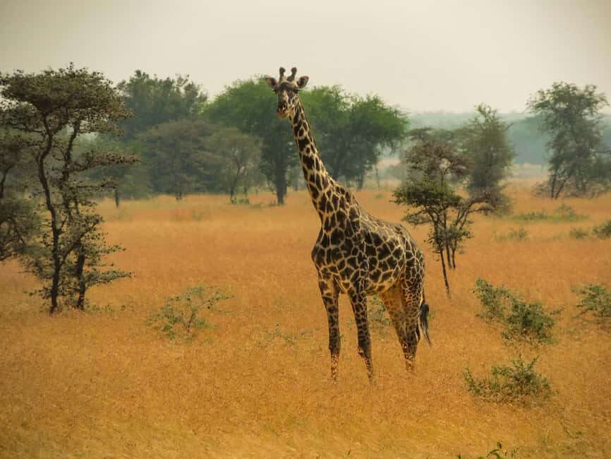 Tanzania: 7-Day Luxury Safari to Serengeti, Ngorongoro - What We Love About This Tour