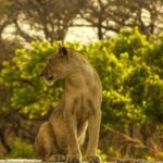 Tanzania: 7-Day Luxury Safari with Serengeti & Ngorongoro - The Value of This Safari