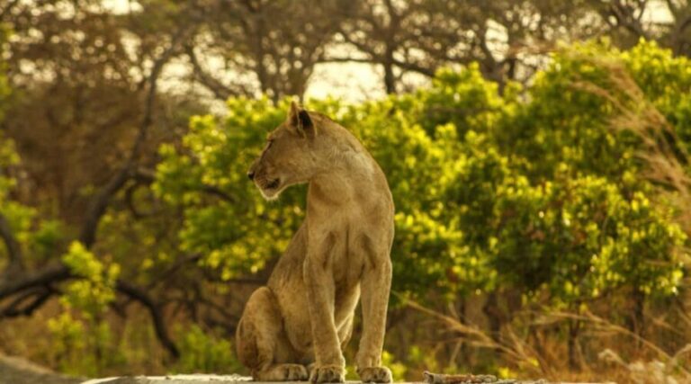 Tanzania: 7-Day Luxury Safari with Serengeti & Ngorongoro - The Value of This Safari