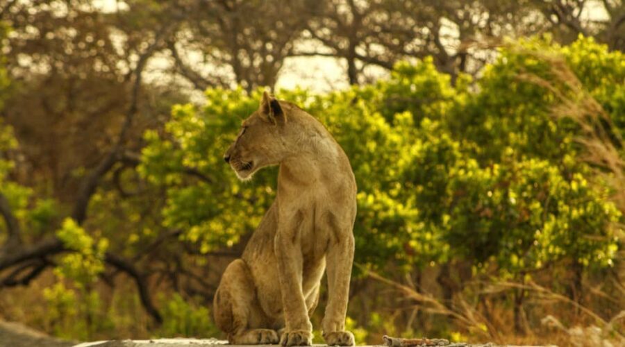 Tanzania: 7-Day Luxury Safari with Serengeti & Ngorongoro - The Value of This Safari