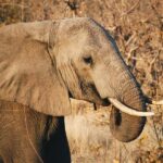 Tanzania: 7-Day Wildlife Tour and Romantic Zanzibar Island - Transition to Zanzibar’s Beaches
