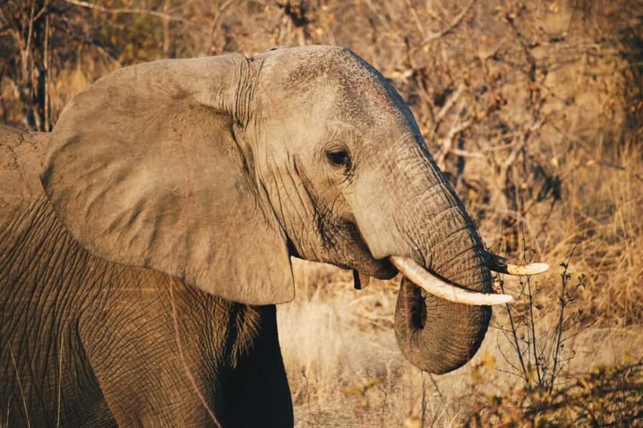 Tanzania: 7-Day Wildlife Tour and Romantic Zanzibar Island - Transition to Zanzibar’s Beaches