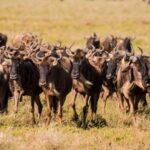 Tanzania: 9-Day Safari and Zanzibar Beach Tour - Who Is This Tour Best For?