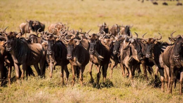 Tanzania: 9-Day Safari and Zanzibar Beach Tour - Who Is This Tour Best For?