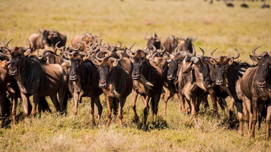 Tanzania: 9-Day Safari and Zanzibar Beach Tour - Who Is This Tour Best For?