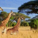 Tanzania: 9-Day Safari with Maasai Cultural Experience - What We Loved About the Tour