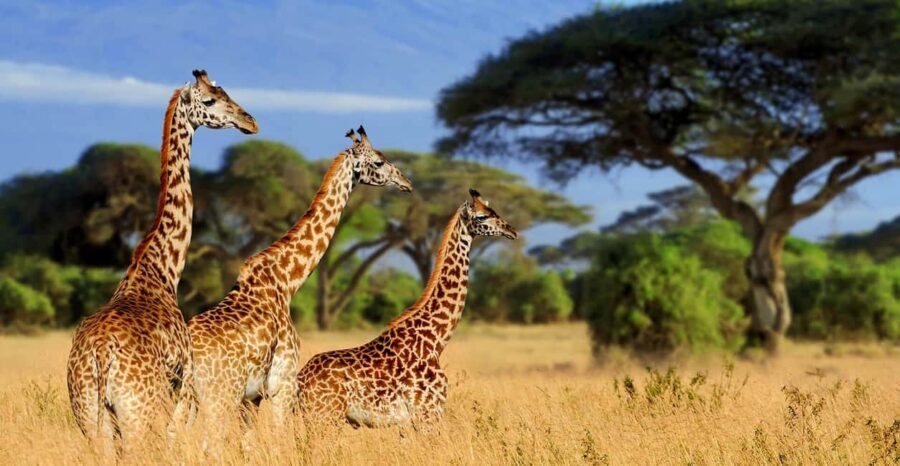 Tanzania: 9-Day Safari with Maasai Cultural Experience - What We Loved About the Tour
