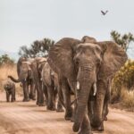 Tanzania: Arusha National Park & Ngurdoto Crater Tour - A Closer Look at the Itinerary