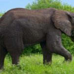Tanzania: Four Days Wildlife Safari in Northern Parks - Day 1: Arriving in Arusha