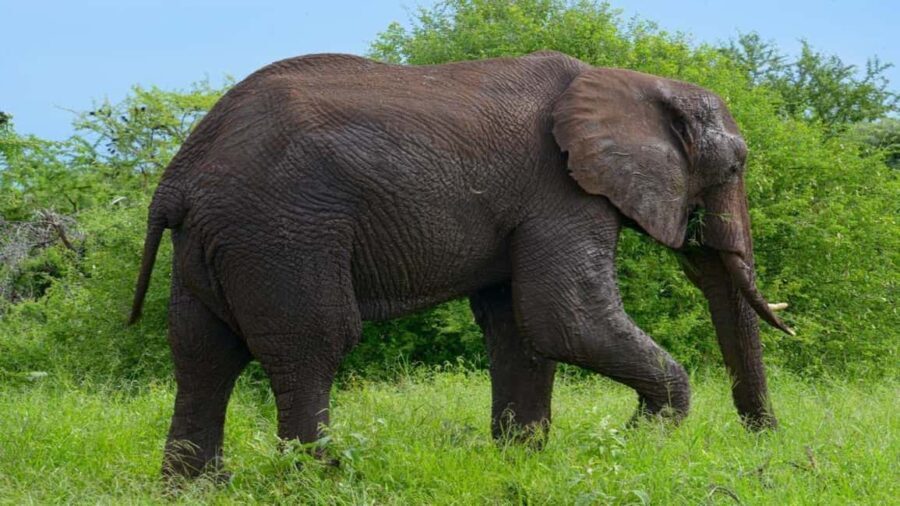 Tanzania: Four Days Wildlife Safari in Northern Parks - Day 1: Arriving in Arusha