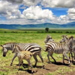 Tanzania: Northern Circuit Luxury Safari - What Makes This Tour Stand Out?
