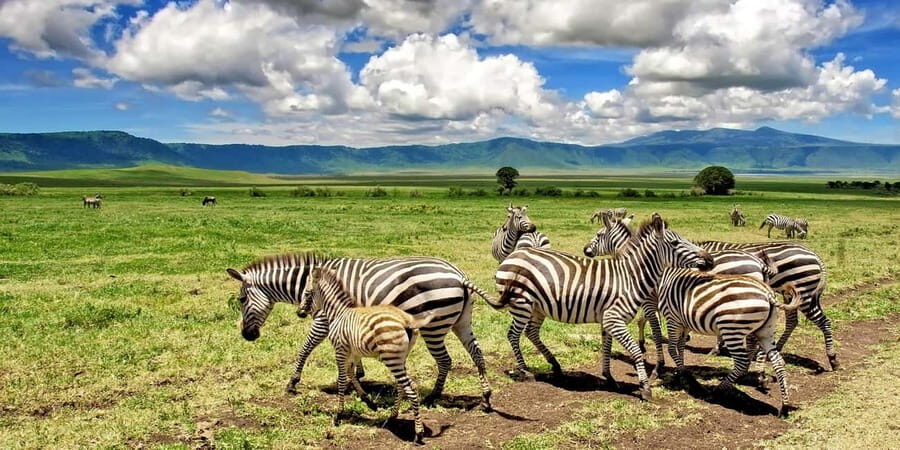 Tanzania: Northern Circuit Luxury Safari - What Makes This Tour Stand Out?