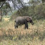 Tanzania Wild Explorer - Final Thoughts: Is the Tanzania Wild Explorer Right for You?