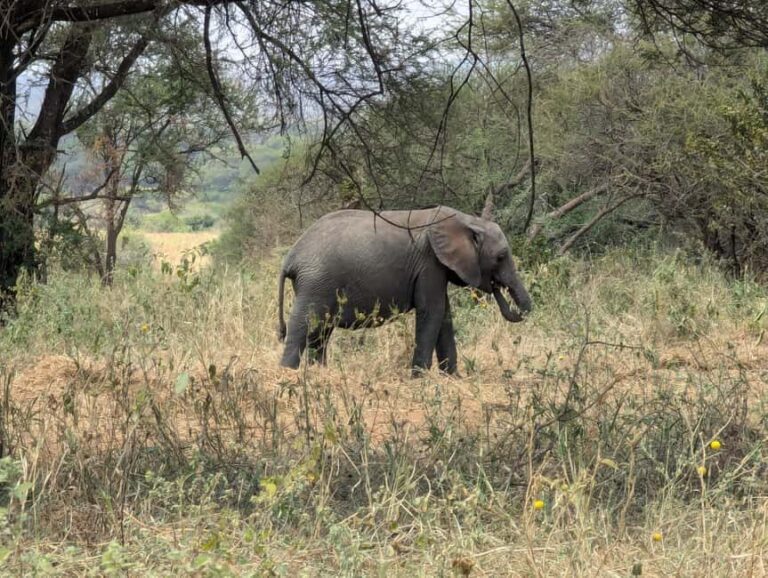 Tanzania Wild Explorer - Final Thoughts: Is the Tanzania Wild Explorer Right for You?