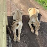 Tanzania wild safari: 2-Days Tarangire and Ngorongoro Crater - An Overview of the 2-Day Tanzania Safari