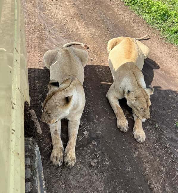 Tanzania wild safari: 2-Days Tarangire and Ngorongoro Crater - An Overview of the 2-Day Tanzania Safari