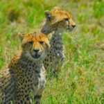 TARANGIRE; A DAY WITH ELEPHANTS AND WILDLIFE - Key Points