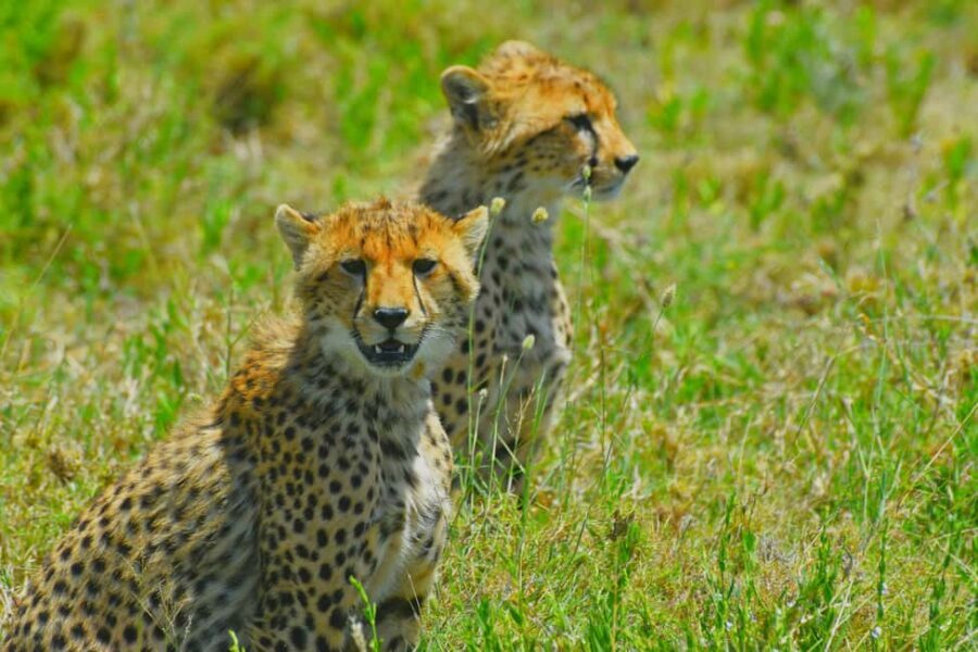 TARANGIRE; A DAY WITH ELEPHANTS AND WILDLIFE - Key Points