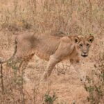 Tarangire National Park Day Trip - Why This Tour Offers Great Value