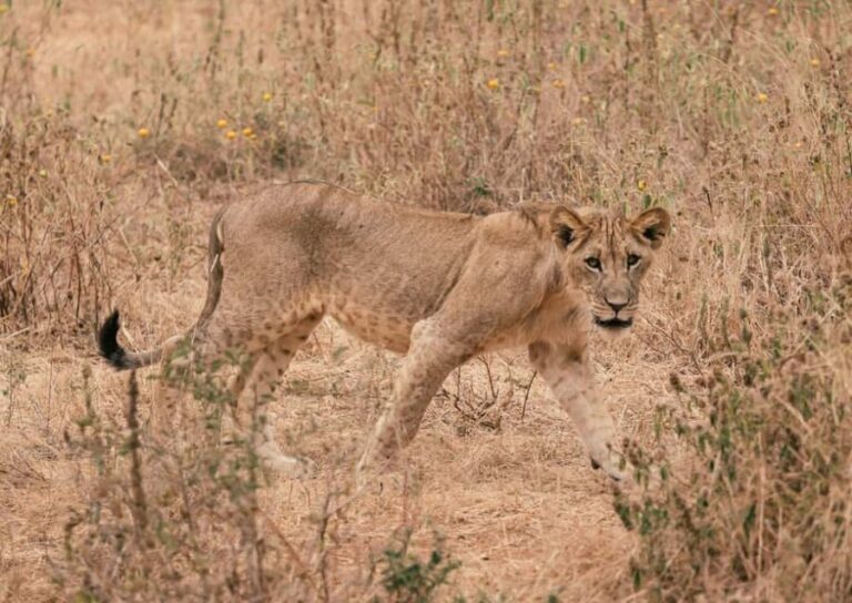 Tarangire National Park Day Trip - Why This Tour Offers Great Value