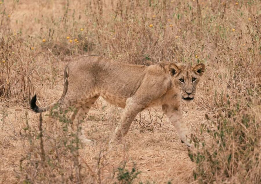 Tarangire National Park Day Trip - Why This Tour Offers Great Value