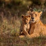 Tarangire National Park: Full-Day Safari Tour - What to Expect on the Day