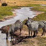 Tarangire National Park Full-Day Wildlife Safari - Practical Details and Tips