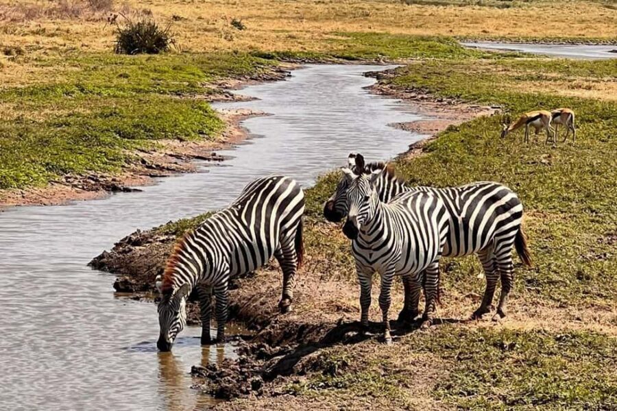 Tarangire National Park Full-Day Wildlife Safari - Practical Details and Tips