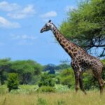 Tarangire National Park, Lake Manyara, & Ngorongoro Crater - Who This Tour Is Best For