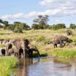 Tarangire National Park: Private Day Trip with Game Drives - Lunch and the Afternoon Drive