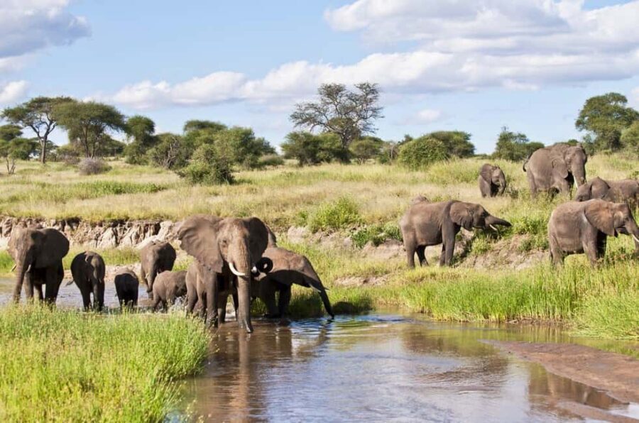 Tarangire National Park: Private Day Trip with Game Drives - Lunch and the Afternoon Drive
