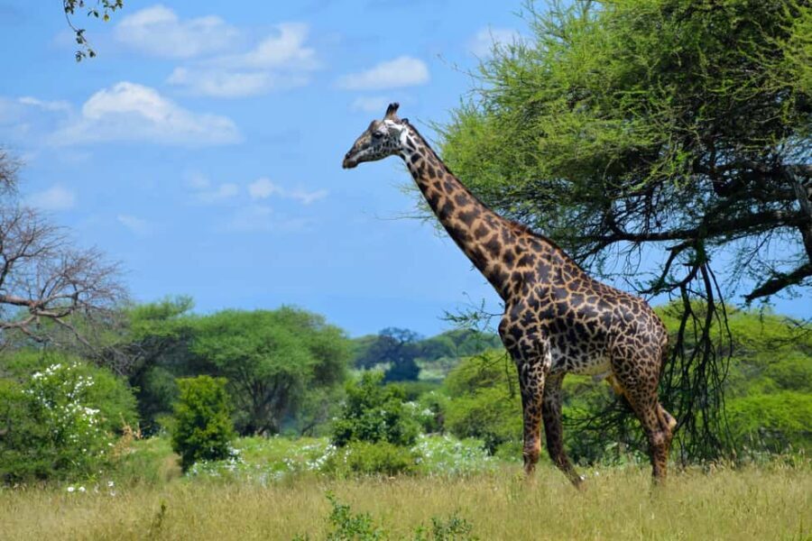 Tarangire Natl Park & Lake Eyasi (Datoga & Hadzabe Villages) - Who Will Enjoy This Tour?