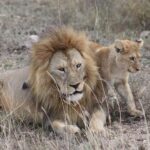 Tarangire, Ngorongoro & Manyara 3 Days unforgettable safari - Practical Details and Value Considerations