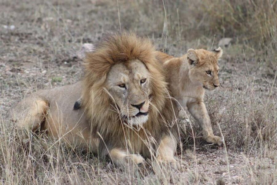 Tarangire, Ngorongoro & Manyara 3 Days unforgettable safari - Practical Details and Value Considerations